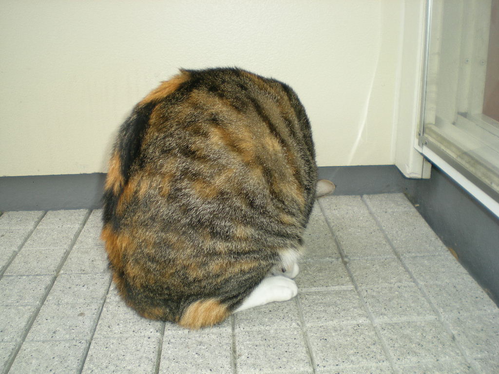 2010年9月14日(火)愛ちゃんと心ちゃんの七変化!_f0060461_9443596.jpg
