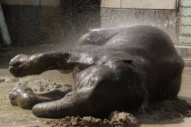 10/3/14 東山動物園・寝てる動物園_b0075165_441526.jpg