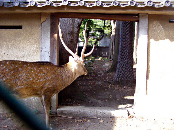 鹿をめぐる散歩_d0138170_20365398.jpg