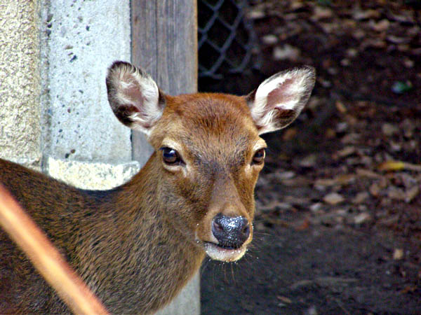 鹿をめぐる散歩_d0138170_20375919.jpg