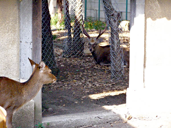 鹿をめぐる散歩_d0138170_2037729.jpg