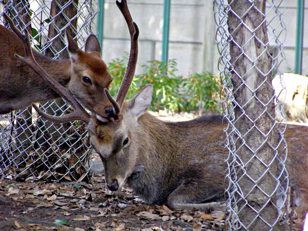 鹿をめぐる散歩_d0138170_20381699.jpg