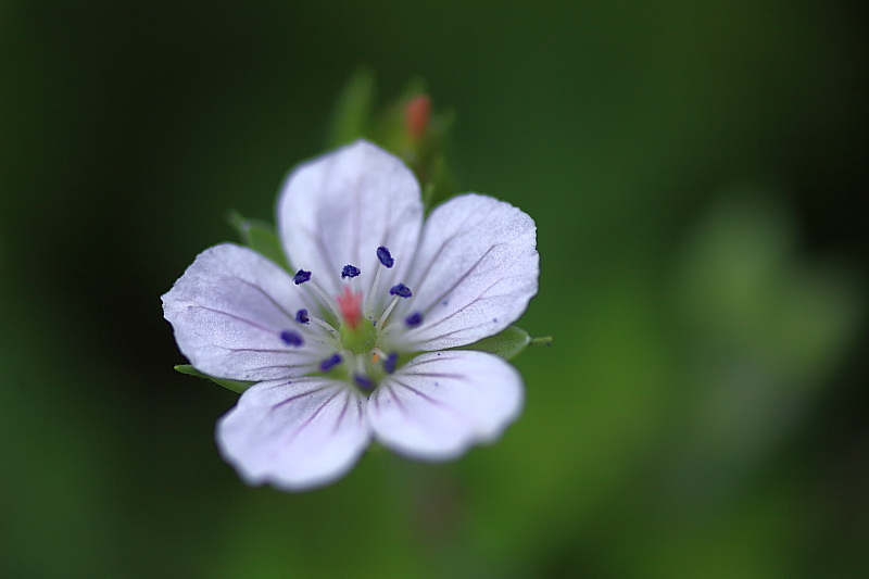 花の路_f0075075_6133292.jpg