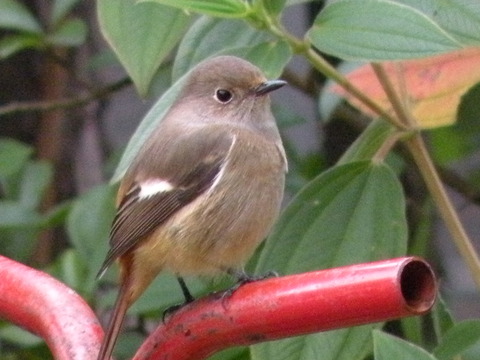 e0197884_1442368.jpg
