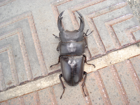 新潟県加瀬野外オオクワガタ 灯火採集57ミリ