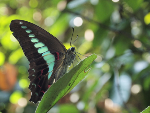 アオスジアゲハの幼虫みつけた！かわいいっ！！ : 90% Papillon -蝶の 