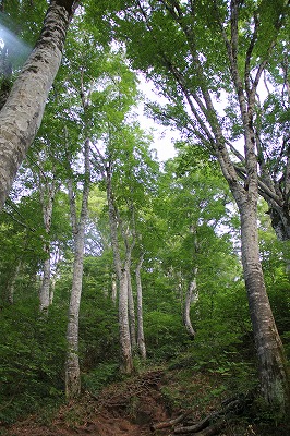 もう一つの夏山＠雨飾山　　　２０１０・８・１９（木）_c0213096_2011038.jpg