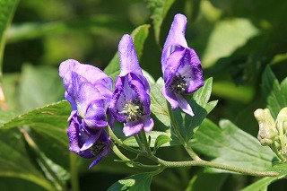 もう一つの夏山＠雨飾山　　　２０１０・８・１９（木）_c0213096_20381854.jpg