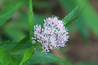 もう一つの夏山＠雨飾山　　　２０１０・８・１９（木）_c0213096_2085968.jpg