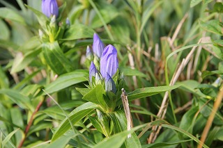 もう一つの夏山＠雨飾山　　　２０１０・８・１９（木）_c0213096_2128397.jpg