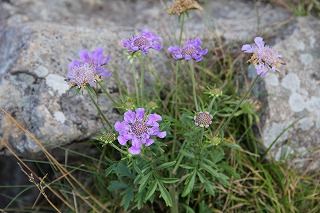 もう一つの夏山＠雨飾山　　　２０１０・８・１９（木）_c0213096_21534672.jpg