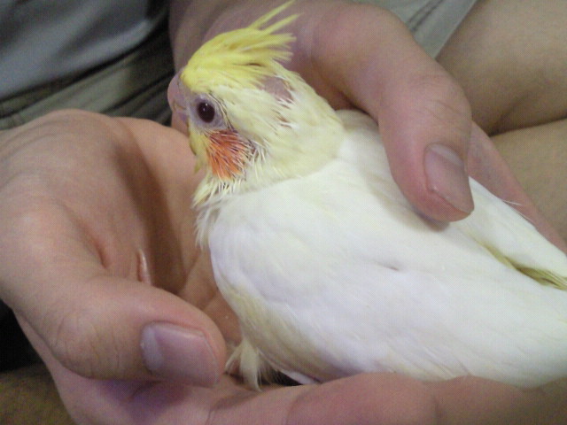 赤ちゃんオカメインコ_b0146998_631531.jpg