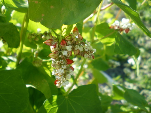 c0124619_4485643.jpg