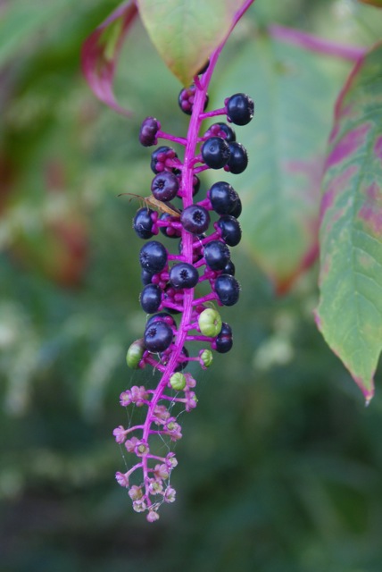 f0143119_16574623.jpg