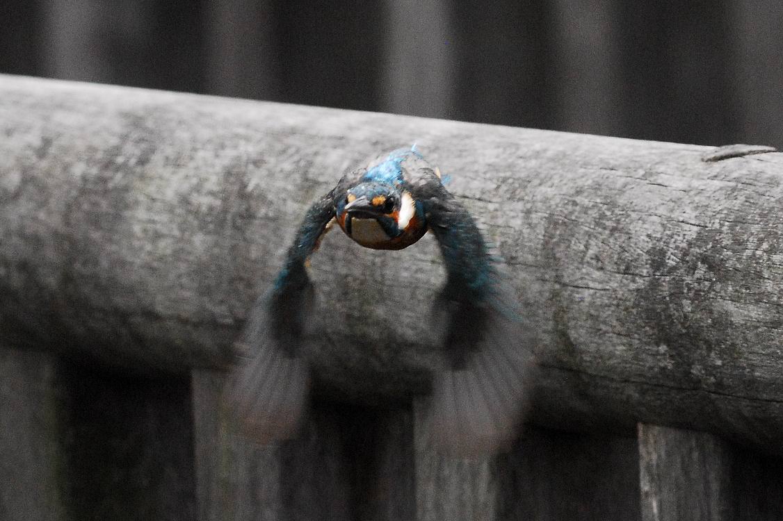 カワセミが正面からぶっ飛んで来た 私のデジタル写真眼 カワセミが正面からぶっ飛んで来た 私のデジタル写真眼
