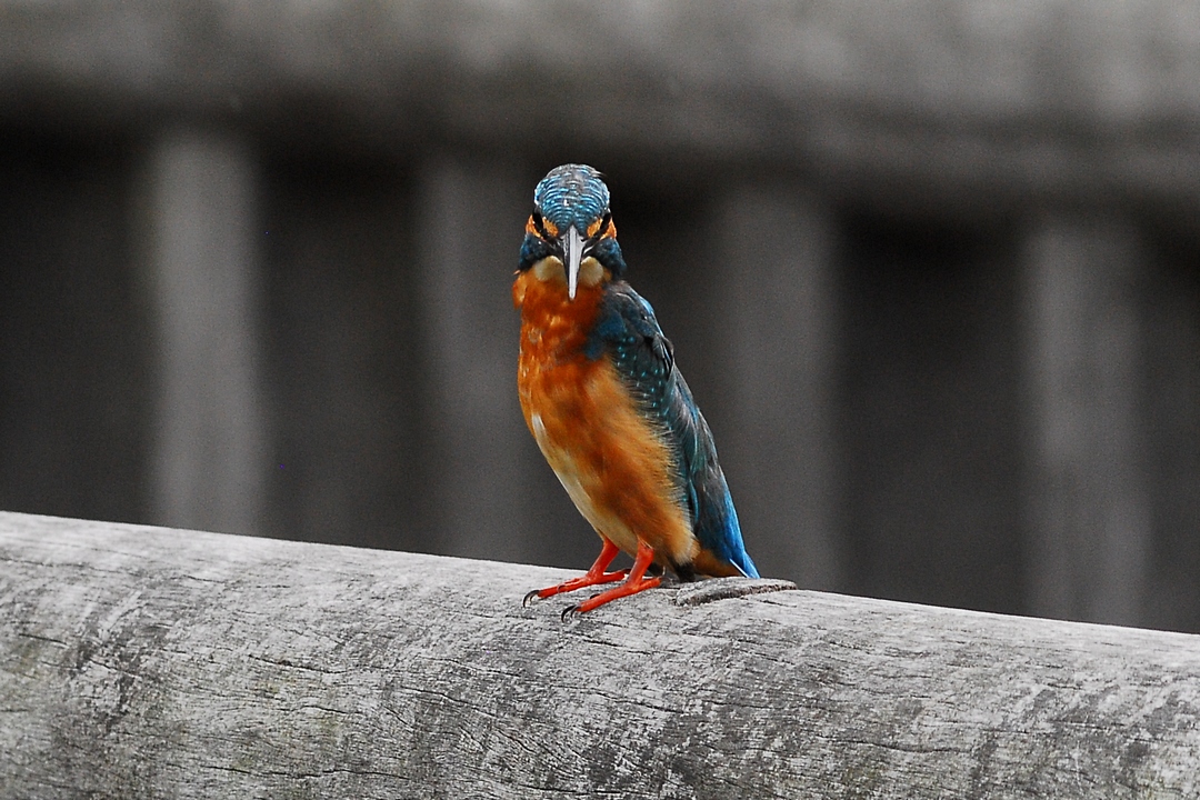 カワセミが正面からぶっ飛んで来た 私のデジタル写真眼