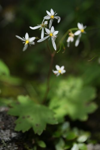 夏の花散歩１２　　ミヤマダイモンジソウ_a0040021_12414552.jpg