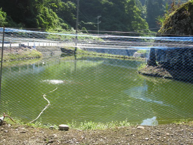 金子養鯉場　２０１０_f0214235_15584992.jpg