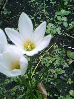 ゼフィランサスが咲きました。_e0060341_20111620.jpg