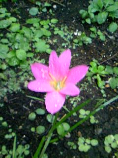 ゼフィランサスが咲きました。_e0060341_20111691.jpg