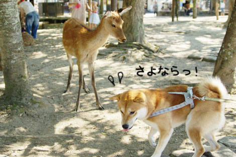 グルメツアー　その1　広島～福岡_f0196559_16481044.jpg