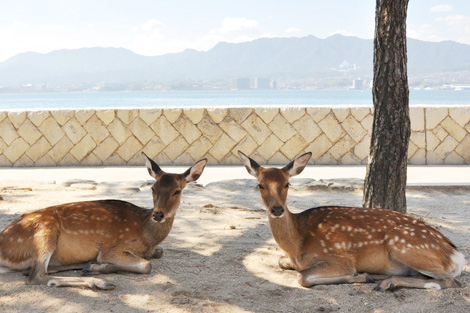 グルメツアー　その1　広島～福岡_f0196559_1648437.jpg