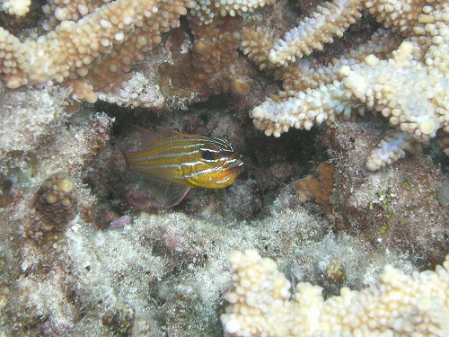c0180460_5273544.jpg