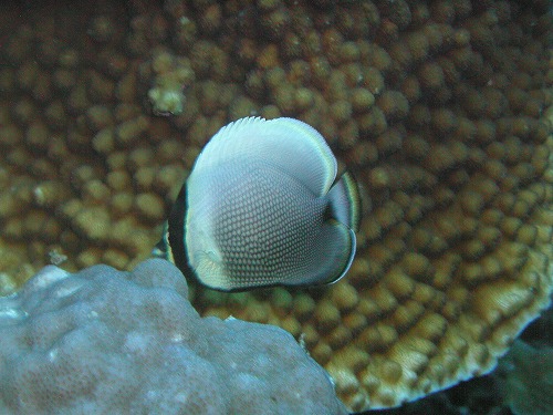 c0180460_5292825.jpg