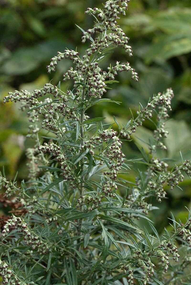 ホソバノオトコヨモギ Artemisia Japonica F Residifolia 鳥平の自然だより 植物編