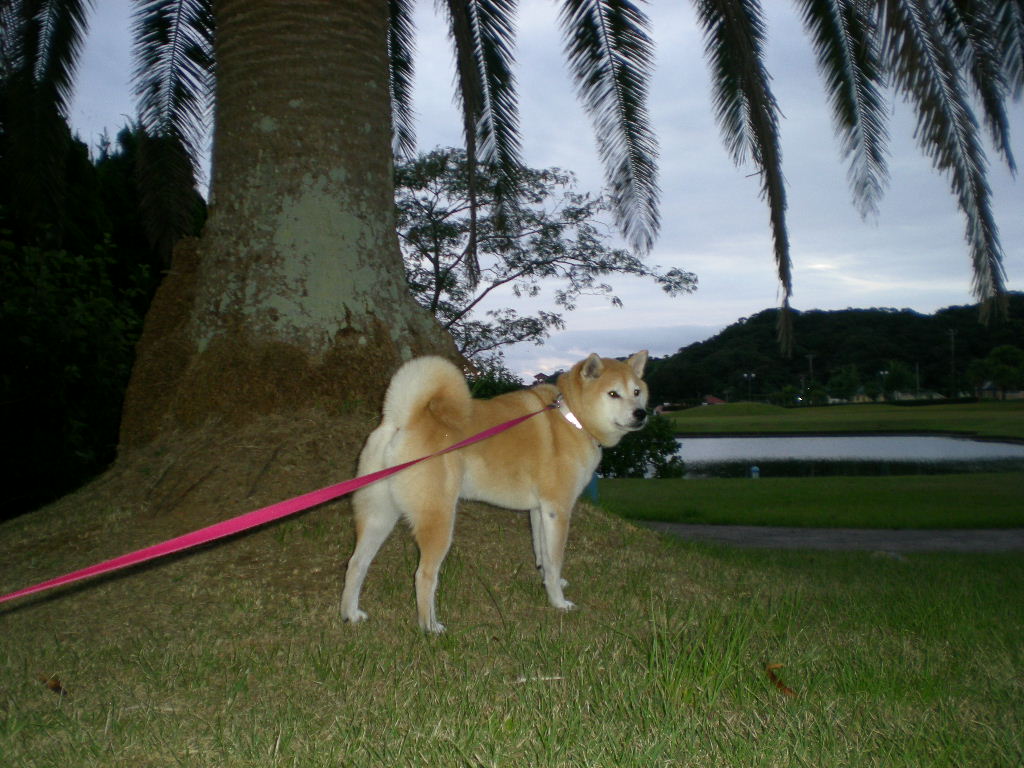 2010年9月15日(水)抜歯は罰し!_f0060461_1036193.jpg