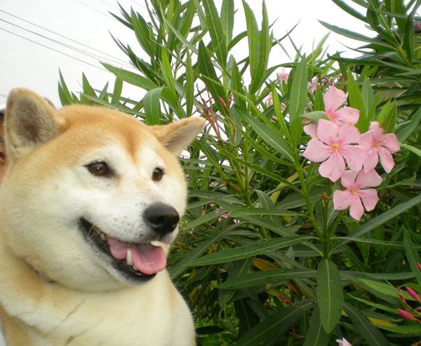 2010年9月15日(水)抜歯は罰し!_f0060461_1116613.jpg