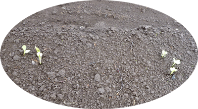 c0145581_1054999.gif
