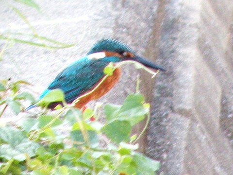 e0197884_13252663.jpg