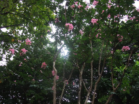 百日紅_b0206085_17143645.jpg