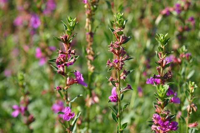 e0061694_1504272.jpg