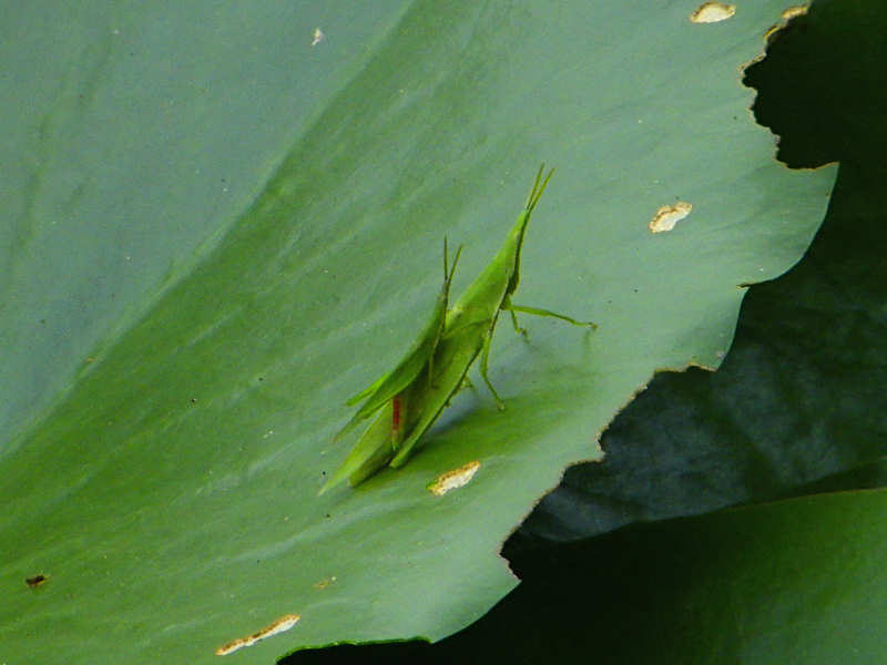 オンブバッタ（舞鶴公園 2010/09/12撮影）_f0204094_0191354.jpg