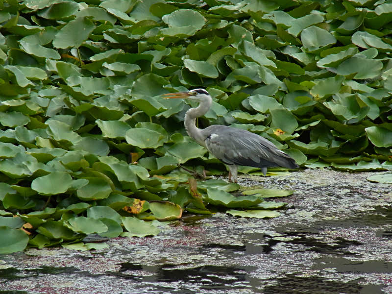 f0204094_03093.jpg