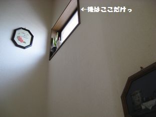 **しろ~~い**_b0188695_8342068.jpg