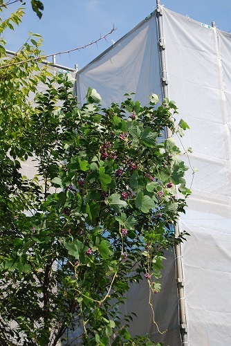 c0124100_1847247.jpg