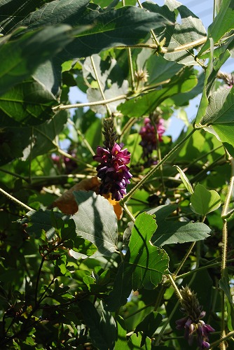 c0124100_1848969.jpg