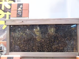 c0229500_1559727.jpg