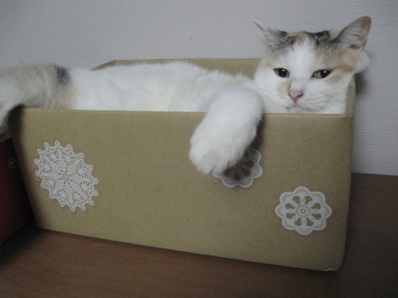 北欧風捨て猫BOX_b0042310_20123948.jpg