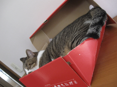 北欧風捨て猫BOX_b0042310_2093293.jpg