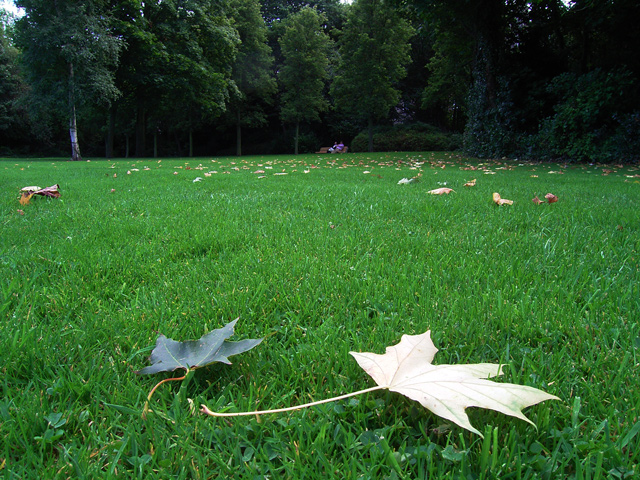 アイルランド写真：　ダブリン：　Merrion Square_a0030714_5472956.jpg