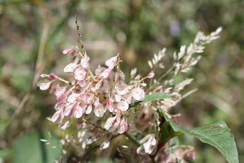 b0093515_7495413.jpg