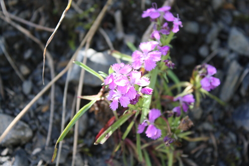 b0093515_7511114.jpg