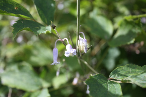 b0093515_755012.jpg