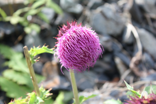 b0093515_7561782.jpg