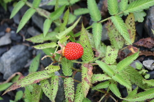 b0093515_7573251.jpg