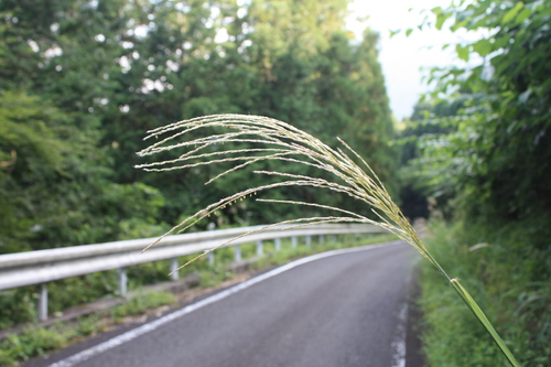 b0093515_83442.jpg
